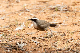 Image of Hall's Babbler