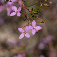 Image of Boronia filifolia F. Müll.