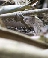 Image of Himalayan Keelback