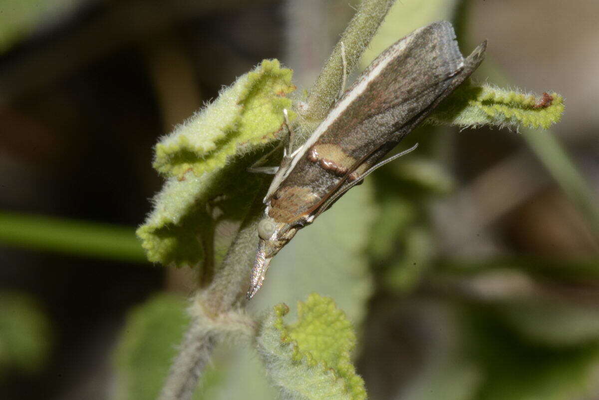 Image of Moth