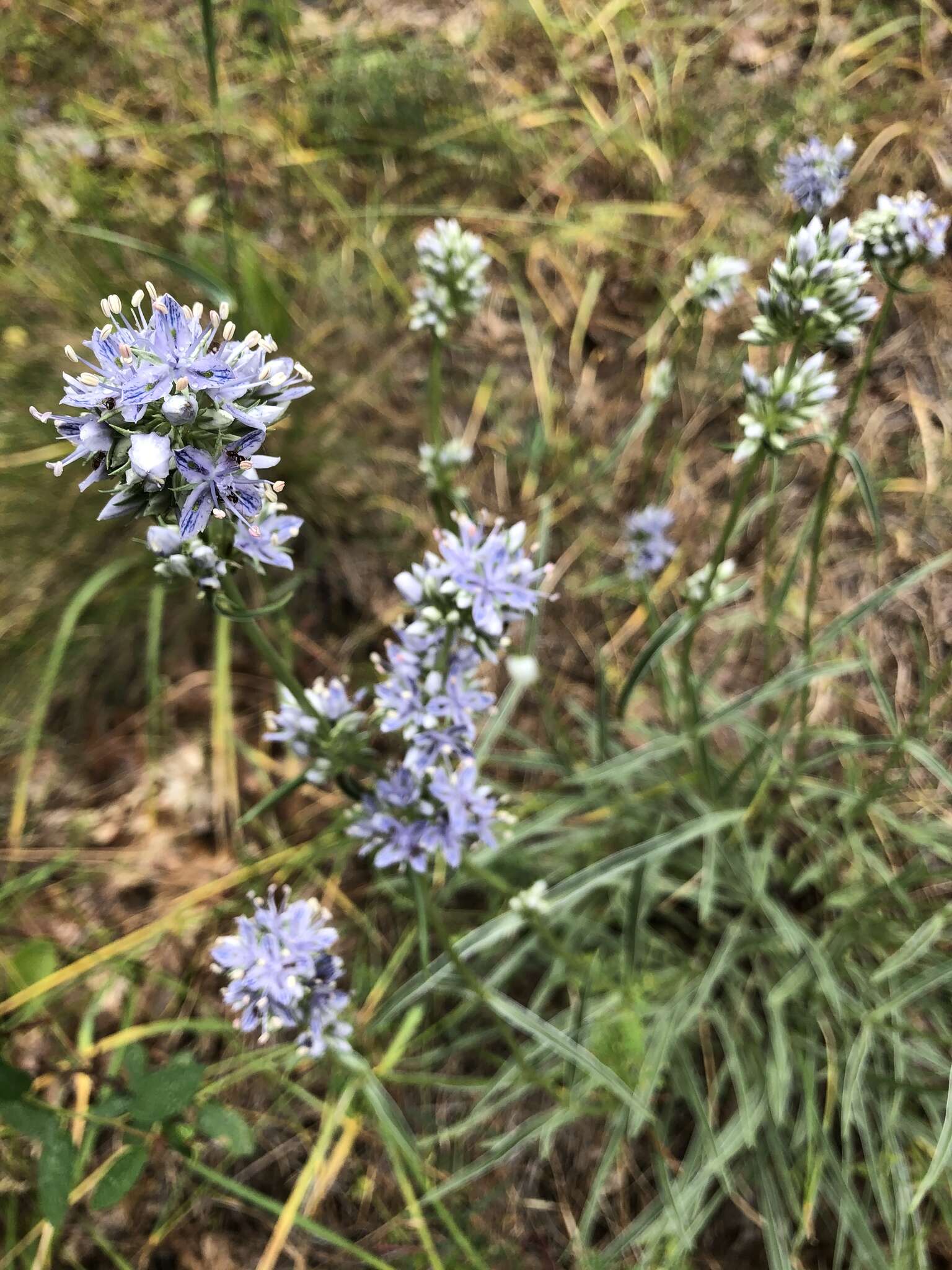 Image of whitestem frasera