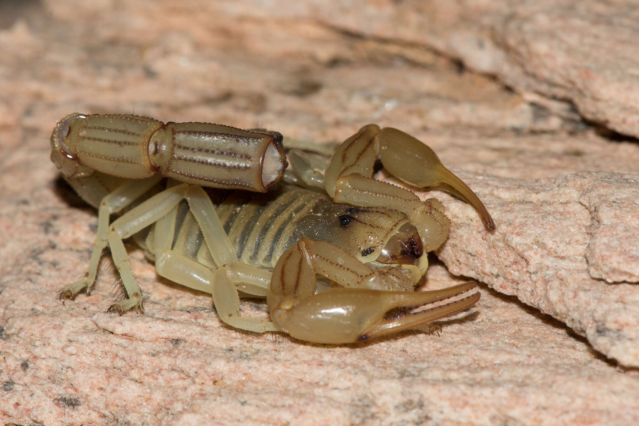 Image of Androctonus amoreuxi (Audouin 1826)