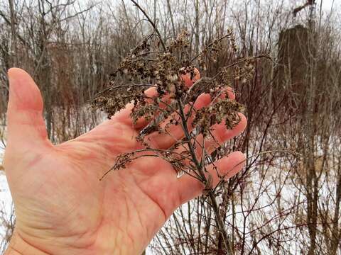 Image of Canada goldenrod