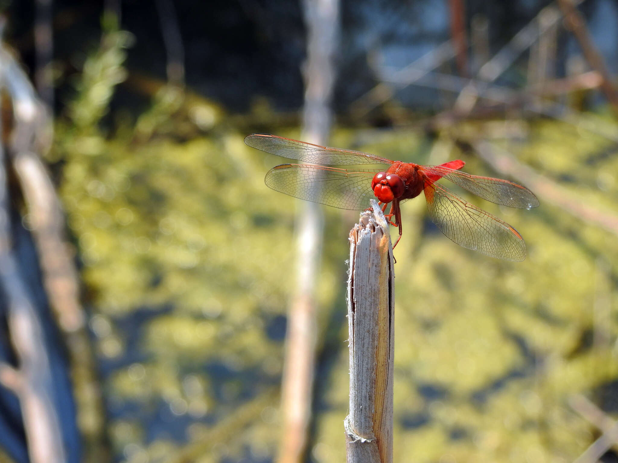 Image of Broad Scarlet