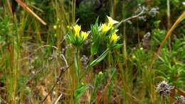 Linum corymbulosum Rchb. resmi