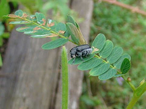 Image of Coleothorpa