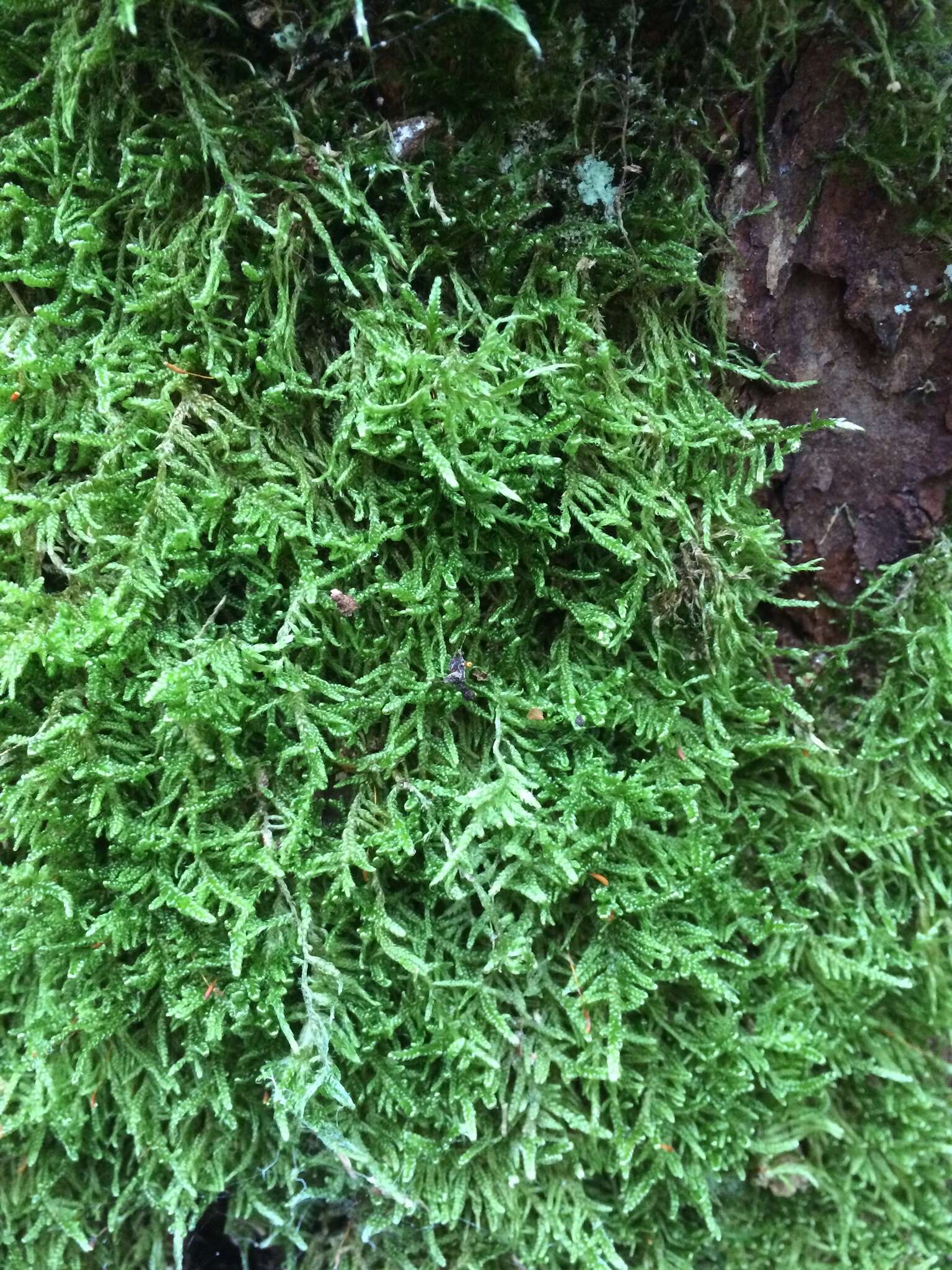 Image of hypnum moss