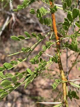 Image of Vachellia swazica (Burtt Davy) Kyal. & Boatwr.