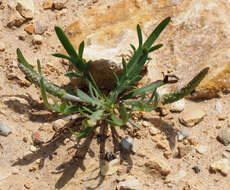 Image of Plantago weldenii Rchb.