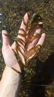 Image of Robbins' pondweed