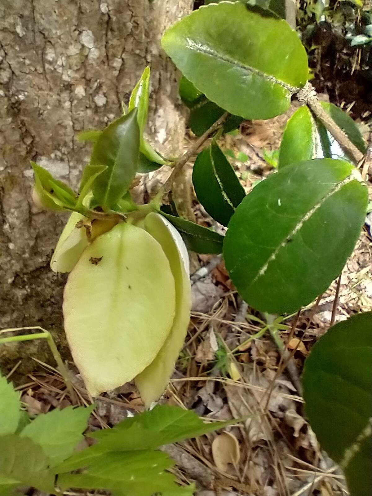 Imagem de Exobasidium camelliae Shirai 1896