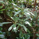 Imagem de Pittosporum senacia subsp. senacia