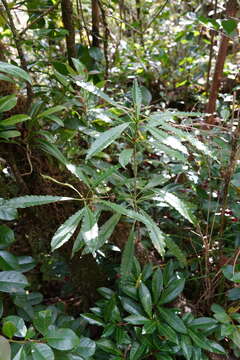 Imagem de Pittosporum senacia subsp. senacia