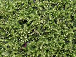 Image of Bolander's claopodium moss