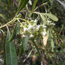 Image of Escallonia angustifolia C. Presl