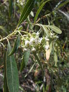 Escallonia angustifolia C. Presl resmi