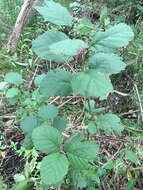 Image of European alder