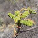 Image of Actinocheita potentillifolia (Turcz.) Bullock