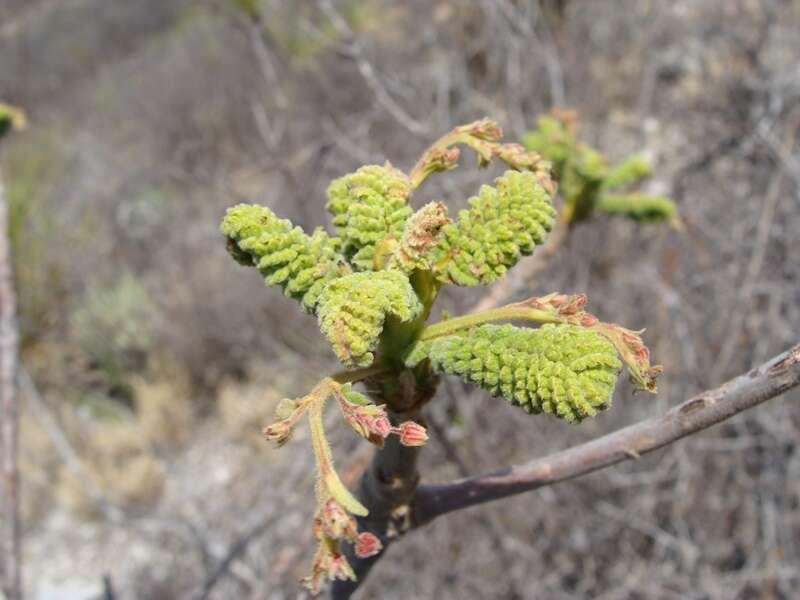 Слика од Actinocheita potentillifolia (Turcz.) Bullock