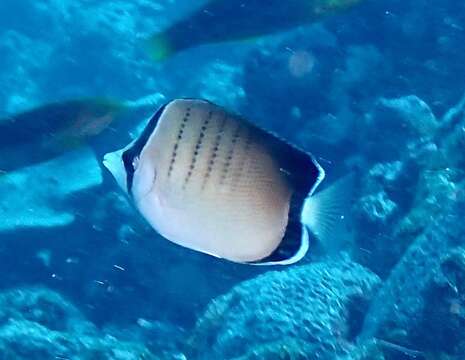 Image of Assarius Butterflyfish