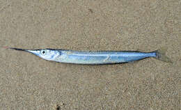 Image of Dusky sea garfish