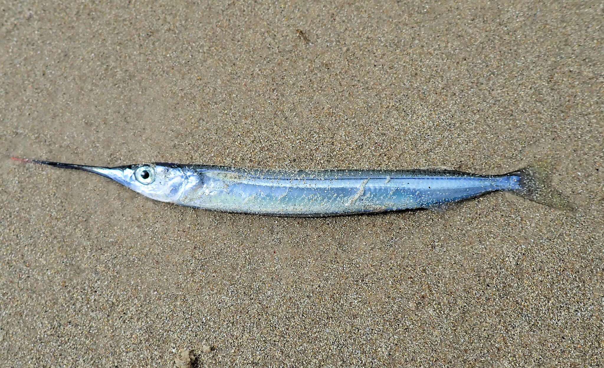 Image of Dusky sea garfish