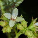 Image of Hoffmannia phoenicopoda K. Schum.