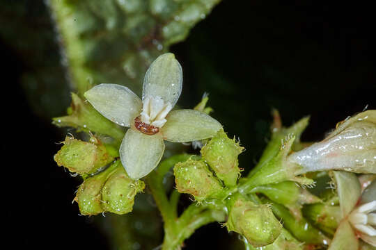 Hoffmannia phoenicopoda K. Schum. resmi