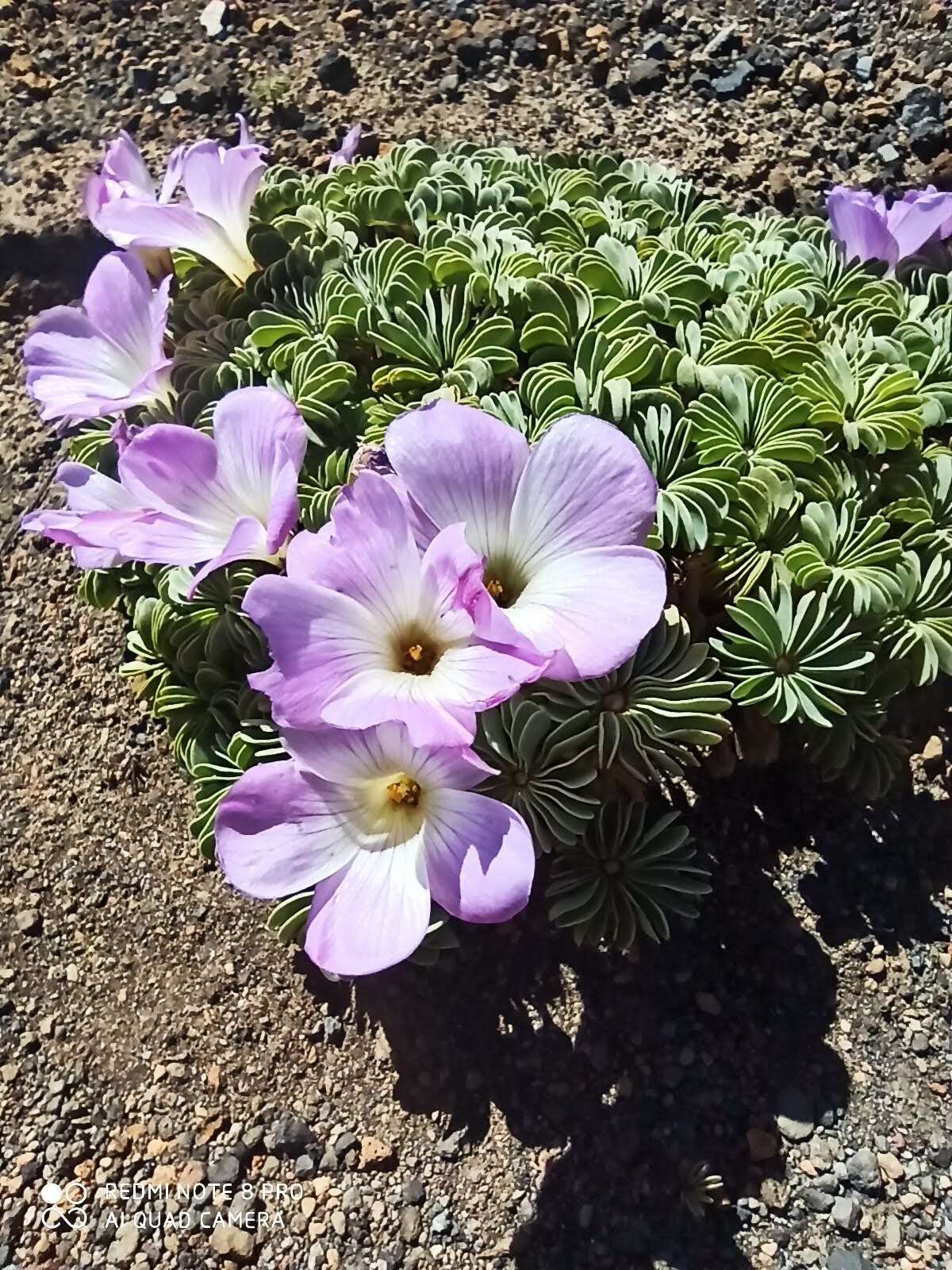 Слика од Oxalis adenophylla Gill.