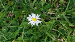 Image of Daisy