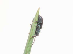 Plancia ëd Phyllobius (Parnemoicus) viridicollis (Fabricius 1792)