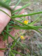 Plancia ëd Persoonia linearis Andr.