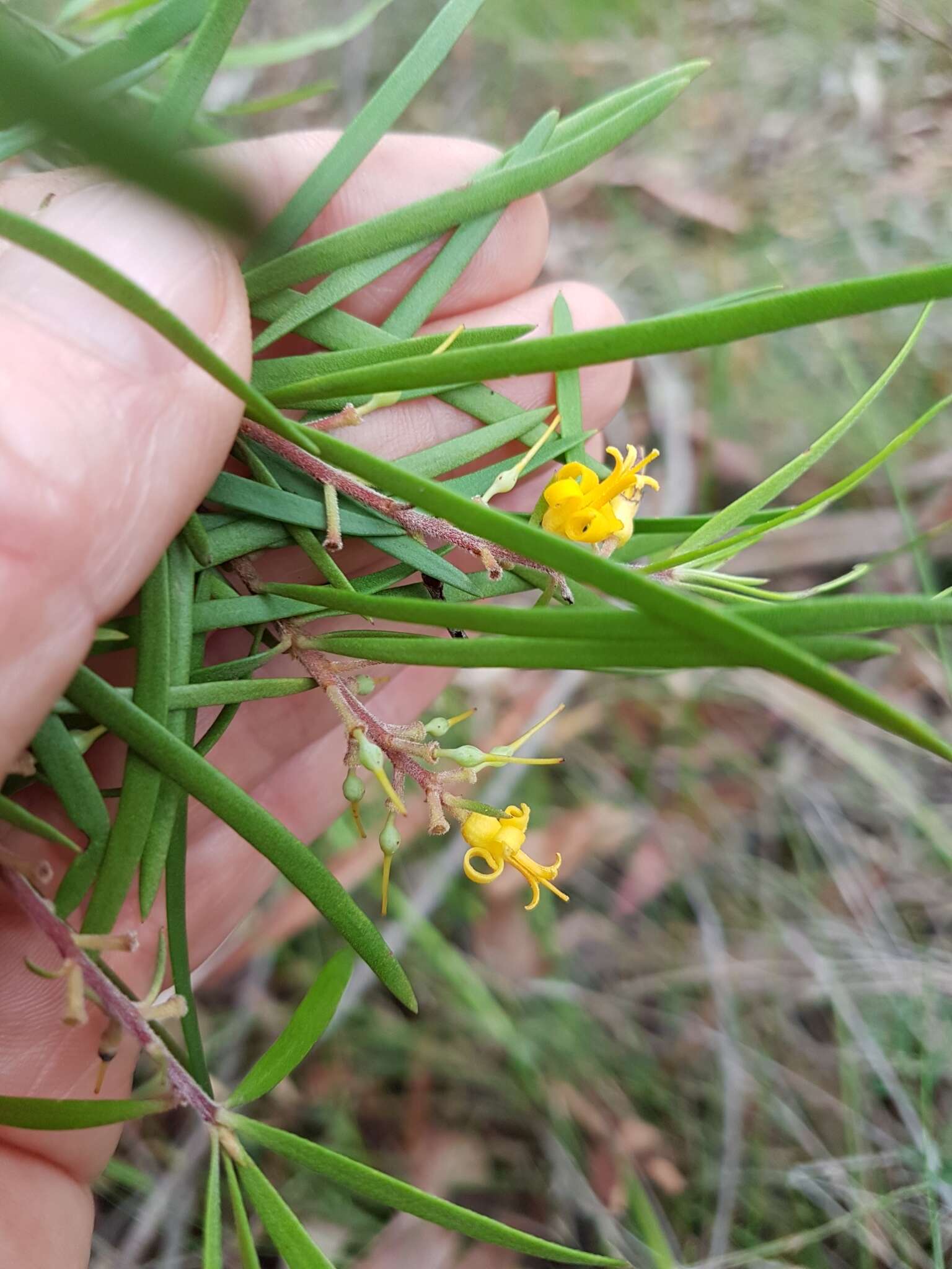 Plancia ëd Persoonia linearis Andr.