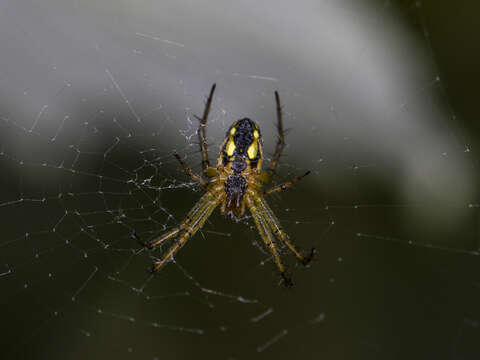 Image of Mangora acalypha (Walckenaer 1802)