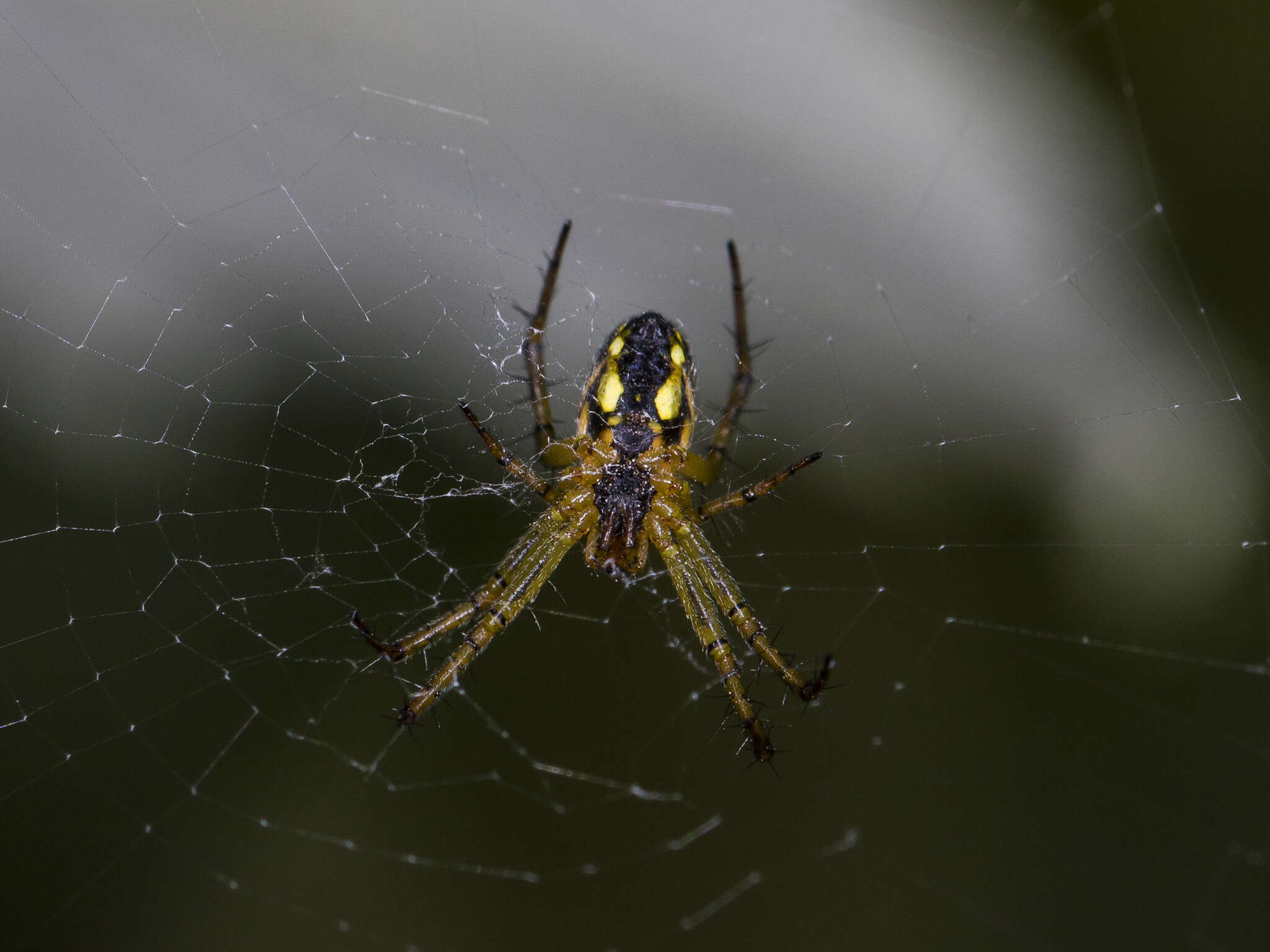 Image of Mangora acalypha (Walckenaer 1802)