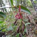 Imagem de Epidendrum radioferens (Ames, F. T. Hubb. & C. Schweinf.) Hágsater