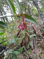 Imagem de Epidendrum radioferens (Ames, F. T. Hubb. & C. Schweinf.) Hágsater