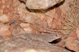 Image of Pachydactylus haackei Branch, Bauer & Good 1996