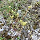 Слика од Petrosedum ochroleucum (Chaix) Niederle