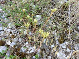 Слика од Petrosedum ochroleucum (Chaix) Niederle