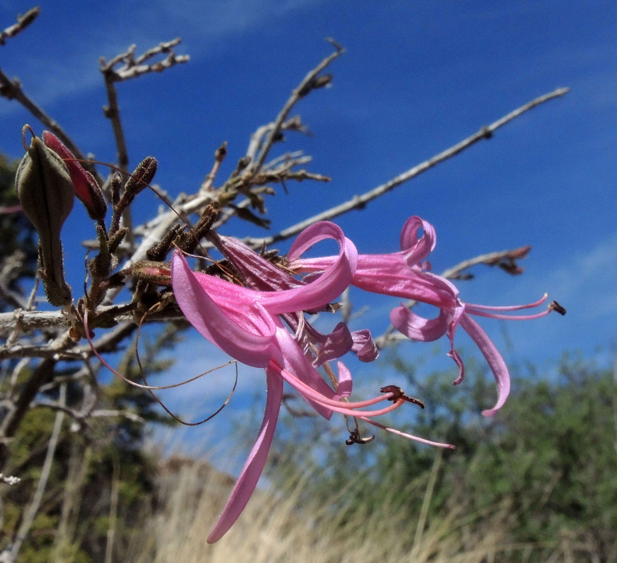 Anisacanthus puberulus (Torr.) J. Henrickson & E. J. Lott resmi