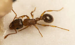 صورة Tetramorium frigidum Arnold 1926