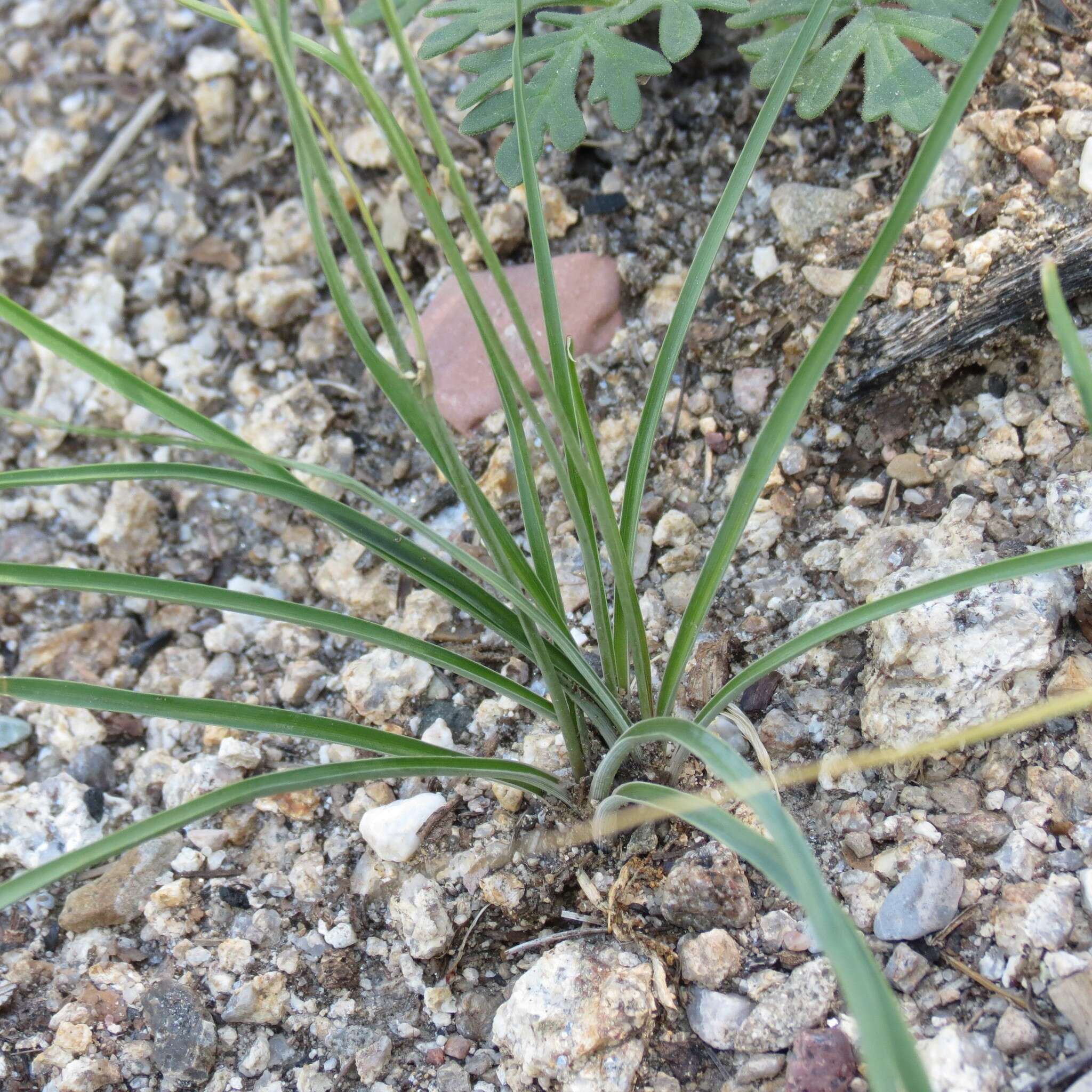 Sivun Echeandia flavescens (Schult. & Schult. fil.) Cruden kuva