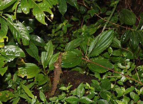 Image of Malaxis versicolor (Lindl.) Abeyw.