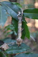 Image of Gunther's FIat-tail Gecko