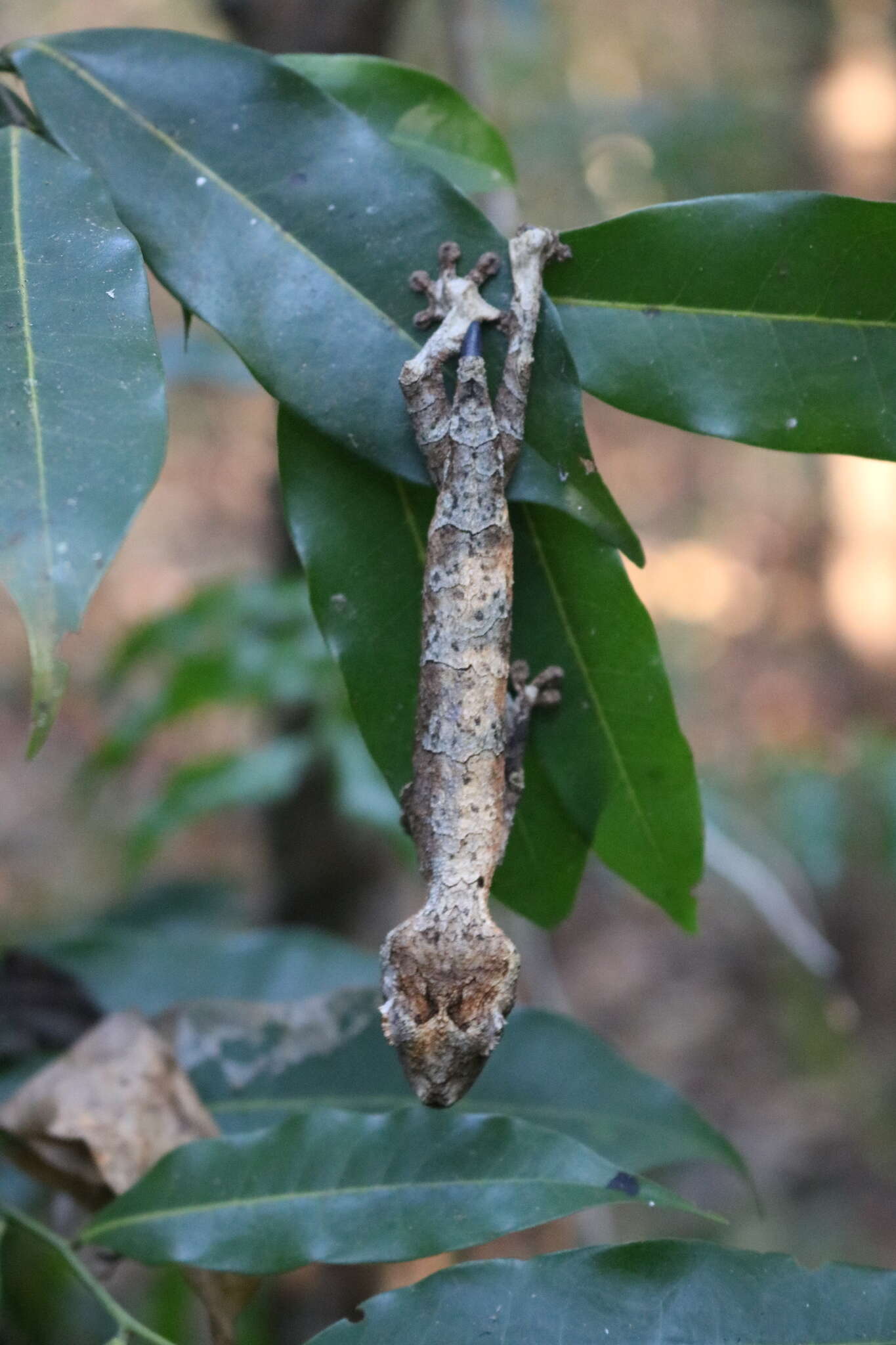 Слика од Uroplatus guentheri Mocquard 1908