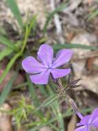 Sivun Phlox pilosa subsp. pilosa kuva