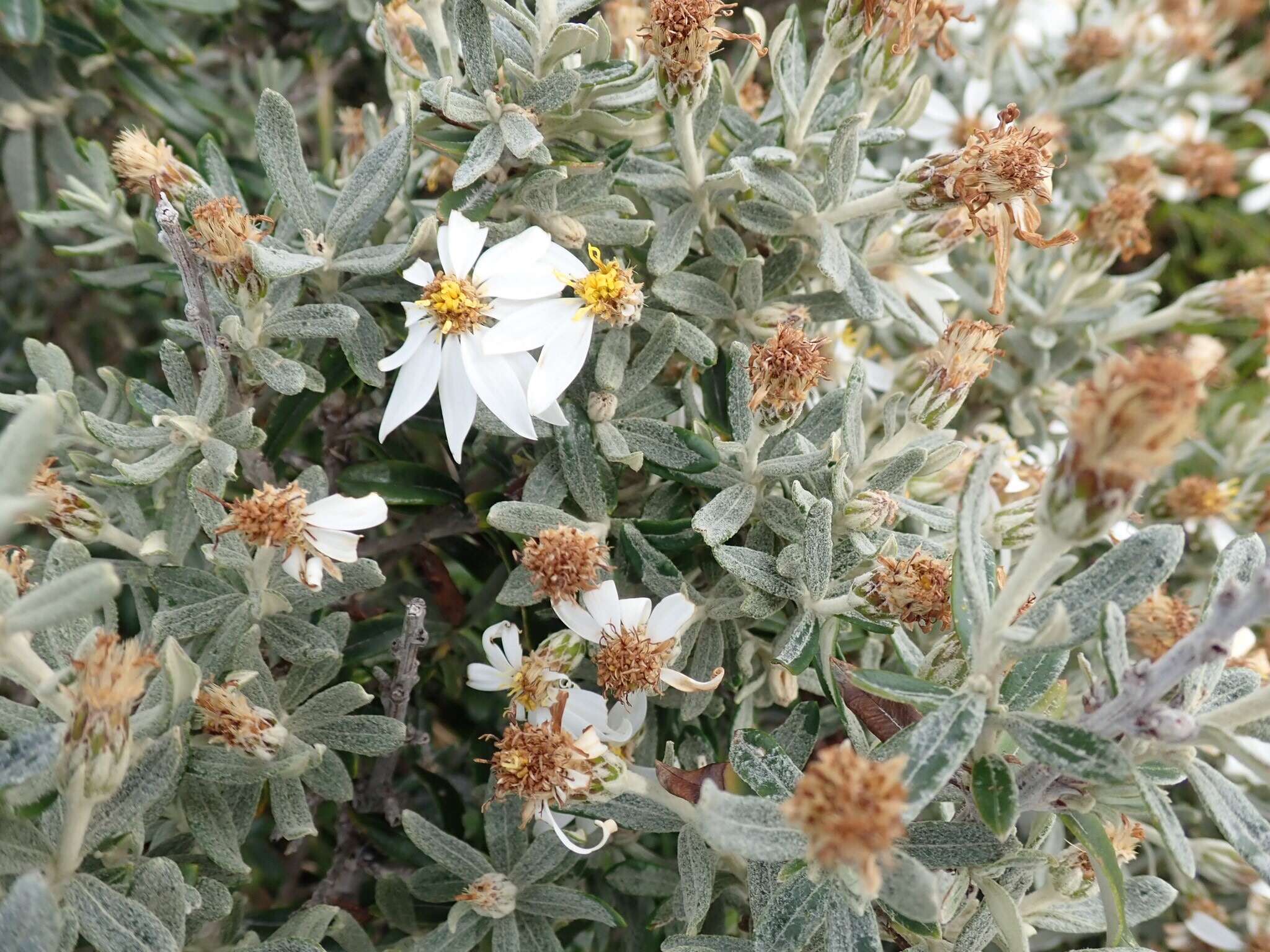 Image of Chiliotrichum