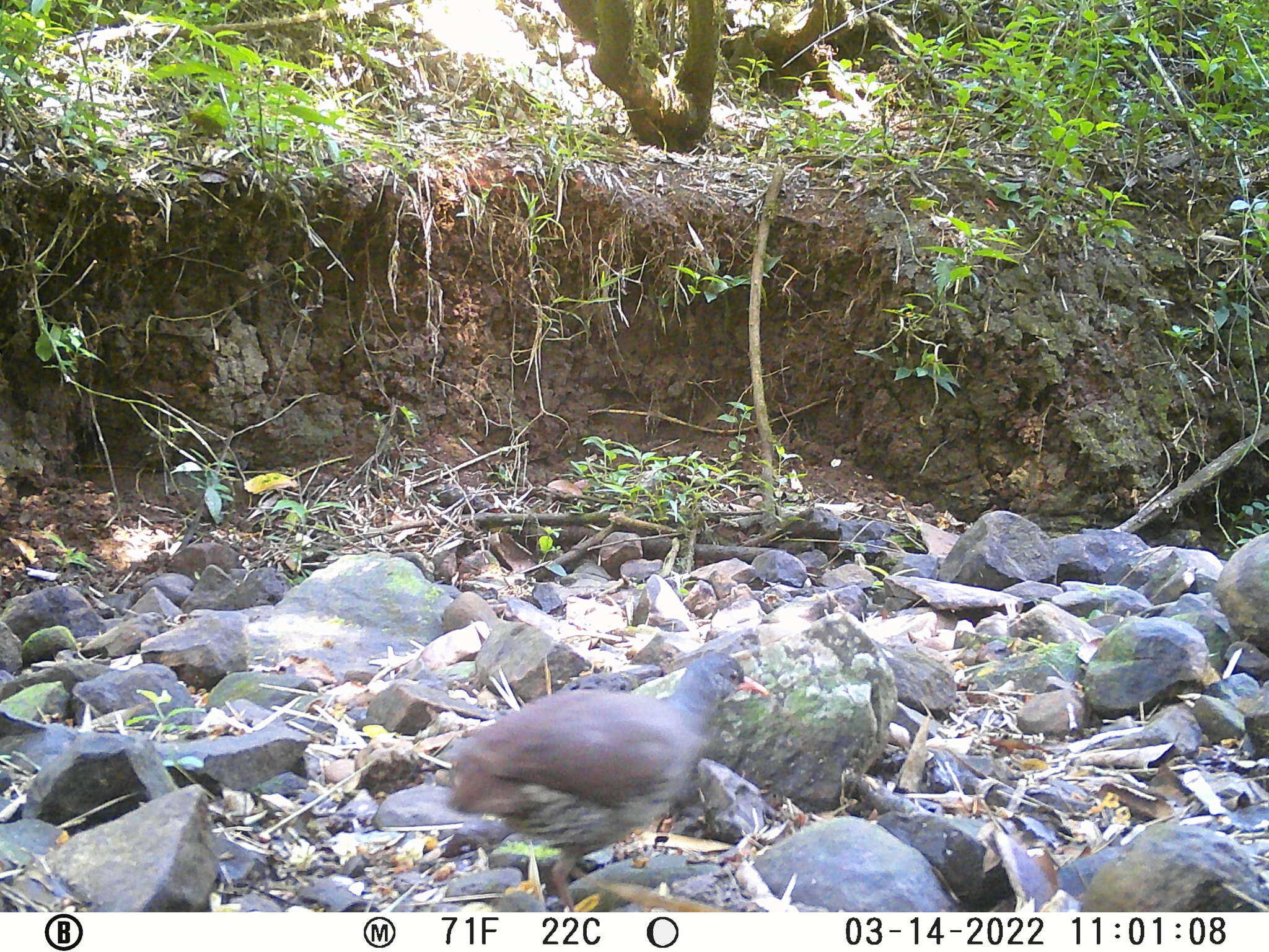 Image of Tataupa Tinamou