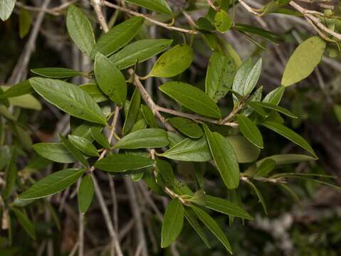 Sivun Myrceugenia chrysocarpa (Berg) Kausel kuva